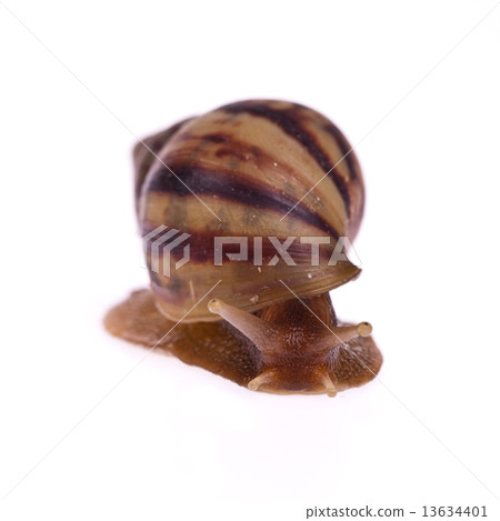 Snail (Amphidromus) isolated on white background 13634401