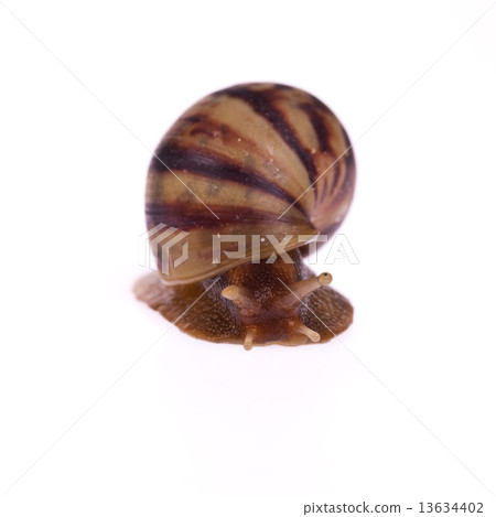 Snail (Amphidromus) isolated on white background 13634402