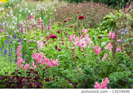 Fully meadow with various flowers 13634690