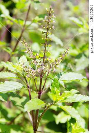 Holy basil flowes  13635265