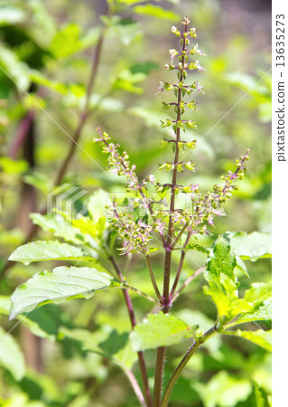 basil flower plant  13635273