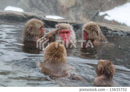 Monkey hot spring Monkey hot spring 13635732