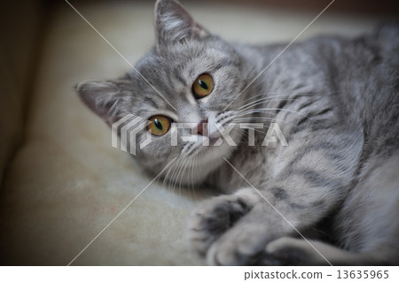 cat 13635965