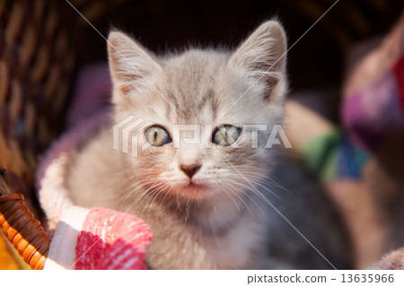 kitten kitten 13635966