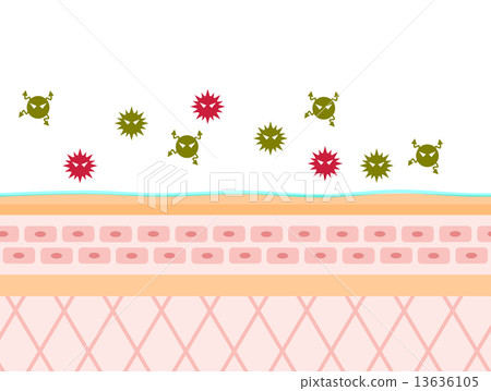 芽孢桿菌在皮膚橫截面上 芽孢桿菌在皮膚橫截面上 13636105