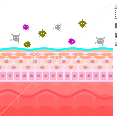 Bacillus on the skin cross section Bacillus on the skin cross section 13636108