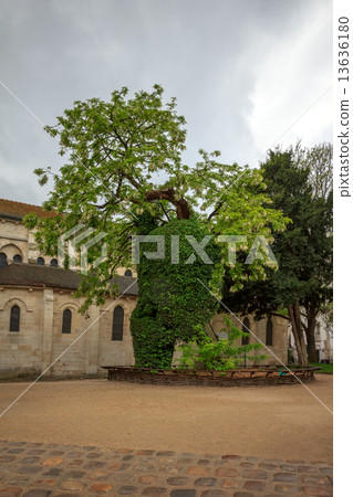 Black locust - the oldest tree in Paris, Square Rene Viviani. 13636180