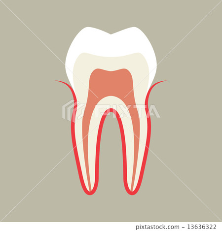 Tooth 13636322