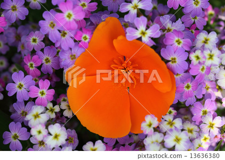 Flowers of Hanabishishou and flowers of Virginia Stock Flowers of Hanabishishou and flowers of Virginia Stock 13636380