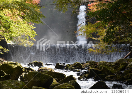 Kurumi Valley Autumn Leaves 13636954