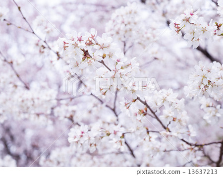 櫻花（Chishimazakura） 13637213