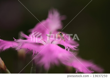 小飛 小飛 13637250