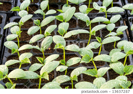 cucumber seedling on tray in greenhouse. 13637287