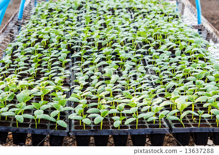 cucumber seedling on tray in greenhouse. cucumber seedling on tray in greenhouse. 13637288