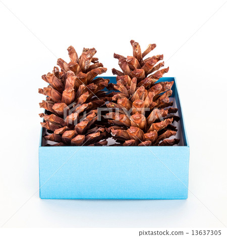 Pine cone in blue box on isolated white background. 13637305