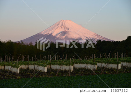Dried radish and Mt. Fuji 13637312