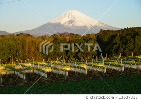 Dried radish and shining in the morning sun 13637313
