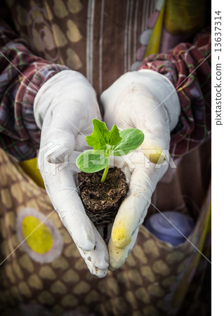 seedling of watermelon on hand woman in greenhouse. 13637314