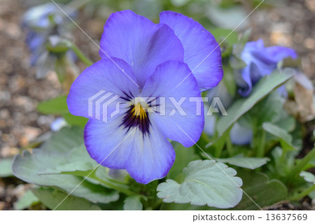 Blue pansy 13637569