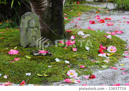 Shirakuji寺與散落的山茶花 Shirakuji寺與散落的山茶花 13637719