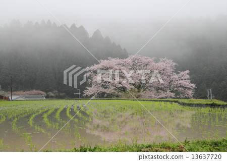 在Ogino的櫻花 13637720