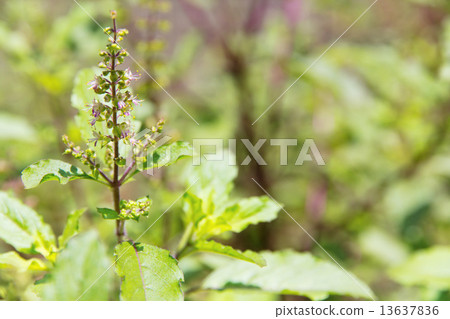 basil flower plant basil flower plant 13637836