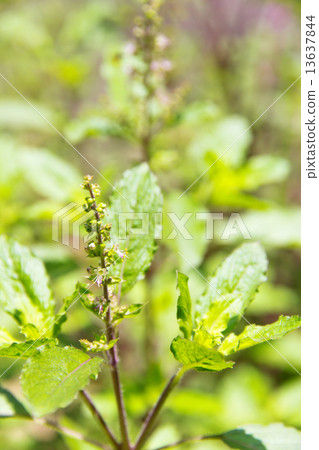 basil flower plant  13637844