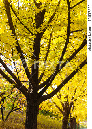 Ginkgo Tree Ginkgo Tree 13637851