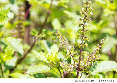 image of basil flower plant  13637853