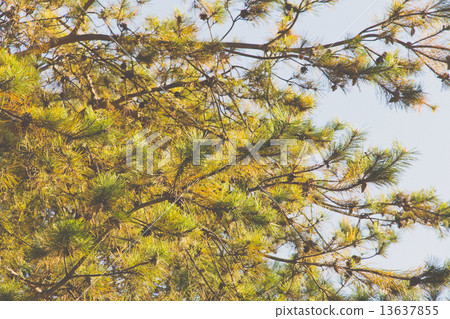 Japanese red pine Japanese red pine 13637855