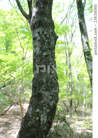 Fresh green Fresh green 13638060