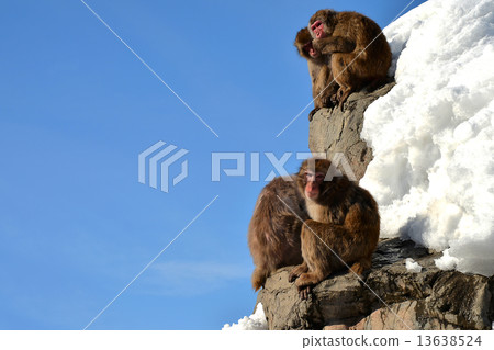 A Family of Monkeys 13638524