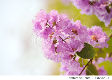 lagerstroemia. Plant flower close up 13638594