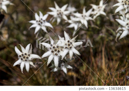 Himalaya and Usuyuko (Edelweiss) Himalaya and Usuyuko (Edelweiss) 13638615