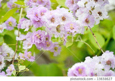 lagerstroemia. Plant flower close up lagerstroemia. Plant flower close up 13638627