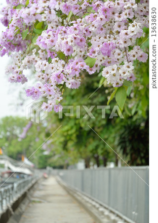 Lagerstroemia floribunda flower 13638630