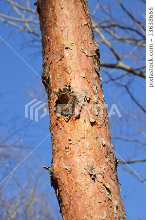 赤松(赤松) 赤松(赤松) 13638668