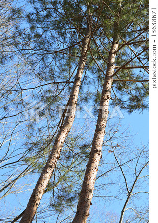 Akamatsu (red pine) Akamatsu (red pine) 13638671