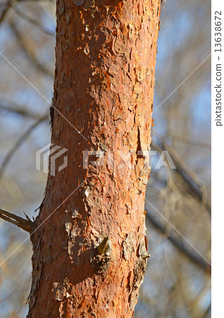 赤松（赤松） 13638672