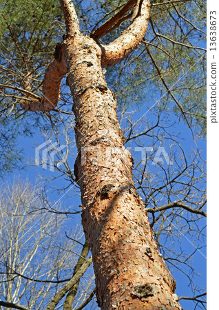 Akamatsu (red pine) 13638673