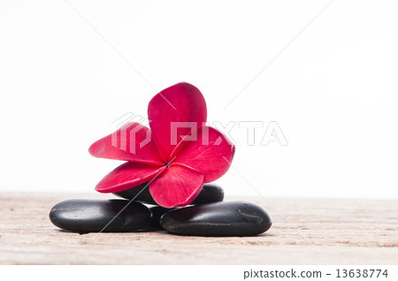 Red Frangipani Flowers 13638774