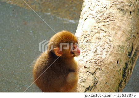 monkey 13638879