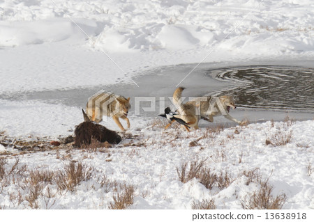 Coyote Fight 13638918