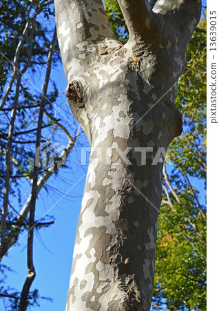 Platanus 13639015