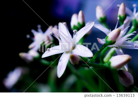 金黃樹花 13639113