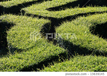 labyrinth maze labyrinth maze 13639145