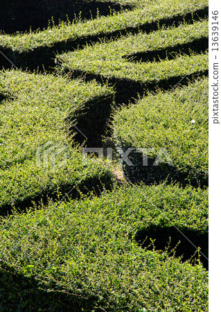 labyrinth maze labyrinth maze 13639146
