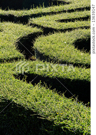 labyrinth maze labyrinth maze 13639147