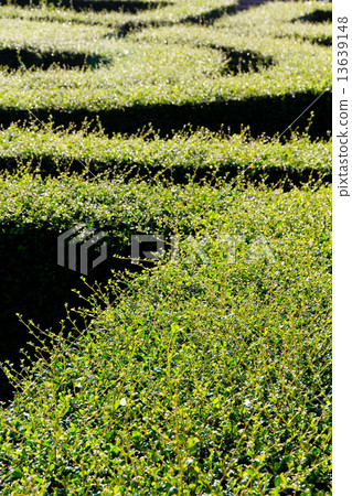 labyrinth maze 13639148