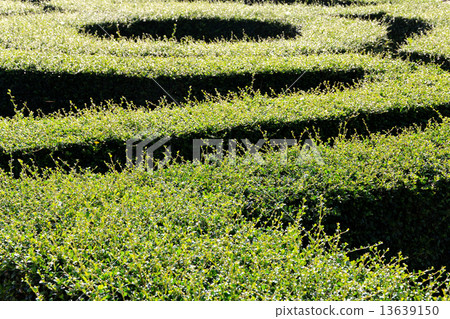 labyrinth maze labyrinth maze 13639150